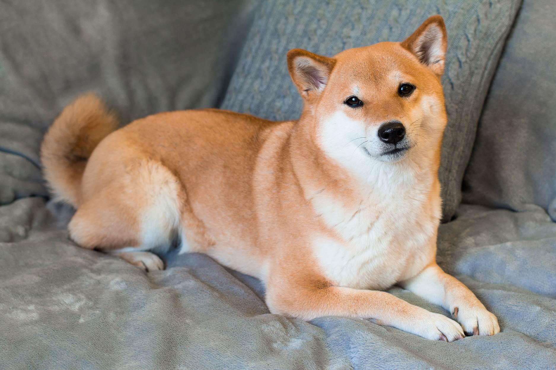 狗狗幣本柴傳出病危！Shiba Inu who inspired the ‘doge’ meme is seriously ill