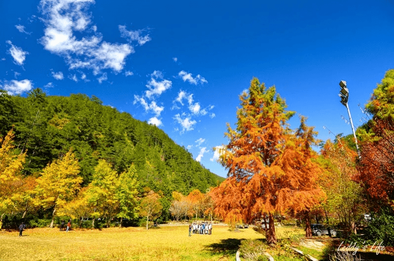 編編不專業推薦：不只阿里山！台灣賞楓勝地10選，全台拍照必去！